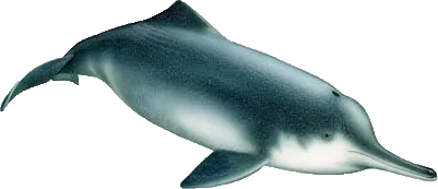 Chinese river dolphin