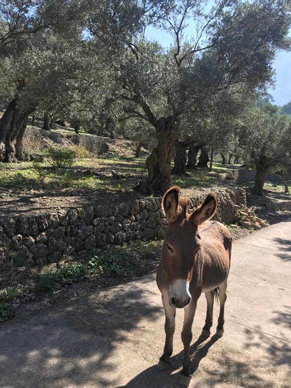 Mule in the olive groves thumbnail