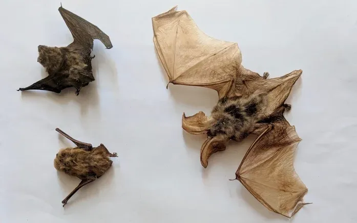 These Portuguese Libraries Are Infested With Bats—and They Like It That Way