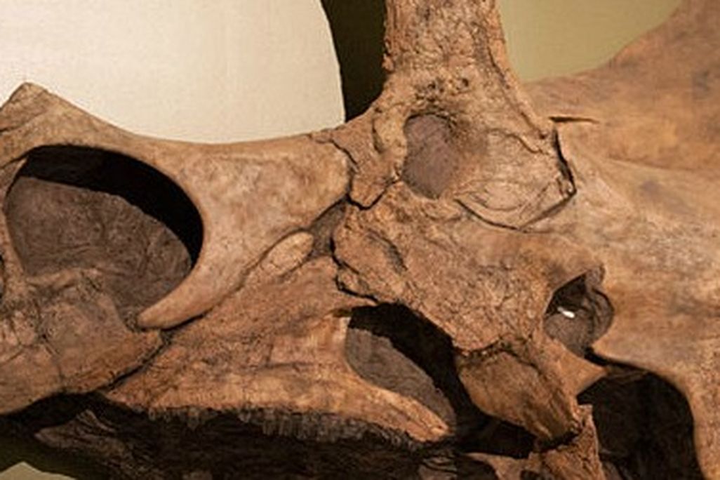 The reconstructed skull of Eotriceratops