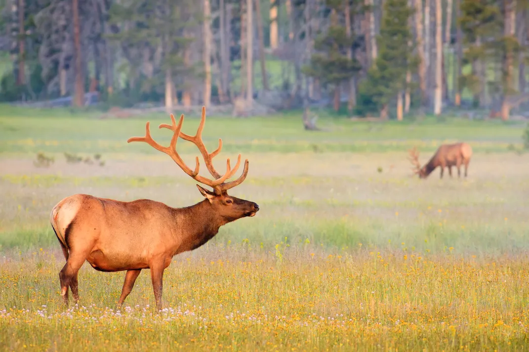 Elk in Yellowstone National Park