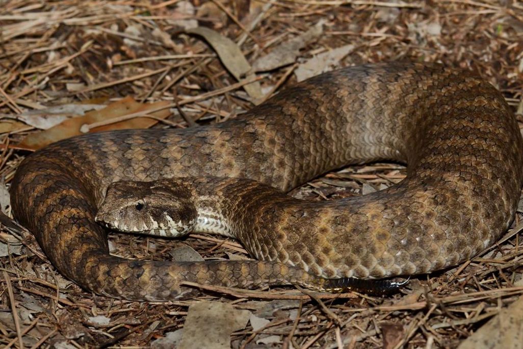 A brown snake