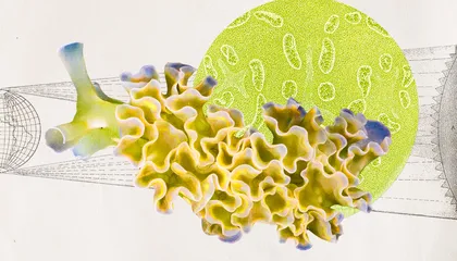 These Sea Slugs Can 'Eat' Sunlight—but They're No Astroph...