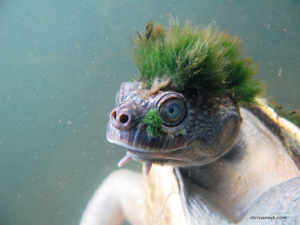 Mary river turtle - rank 30 - Elusor macrurus - Chris Van Wyk_3.jpg