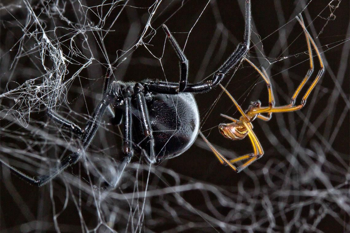 Prime Video: Spiders no estilo de System Of A Down