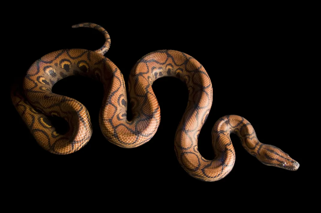 a red and brown snake moves to the right, lots of bends in its body