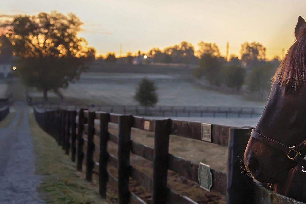 OPENER - Soi Phet, a 12-year-old gelding, arrived last year at Old Friends in Georgetown, Kentucky, after earning $1 million on the racetrack.