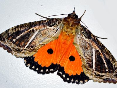 Iridescent spots found on the dot-underwing moth suggest that even nocturnal insects might rely on visual cues