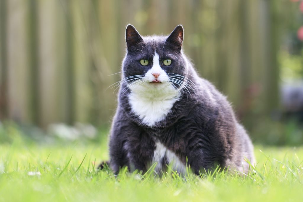 Who Fat Cat