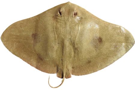 The tentacled butterfly ray hadn&rsquo;t been documented since 1986, but in 2019 Mohsen Rezaie-Atagholipour started finding them hidden as by-catch in Iranian shrimpers&rsquo; catch.