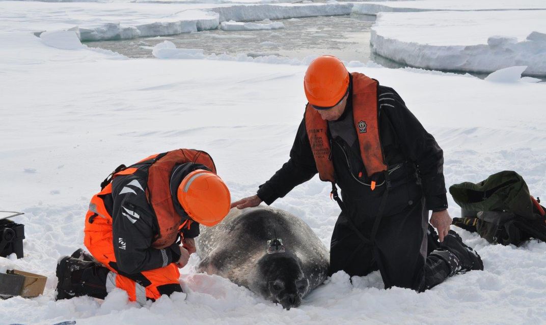 How Data-Gathering Seals Help Scientists Measure the Melting Antarctic 