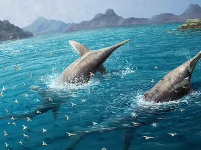 An artist&#39;s rendering of two massive Ichthyotitan severnensis&mdash;a newly discovered species&mdash;swimming in the open ocean some 200 million years ago.