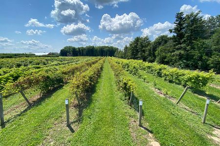 An experimental vineyard at Cornell AgriTech&rsquo;s McCarthy Farm in Geneva, New York, where researchers are studying hybrid grapes