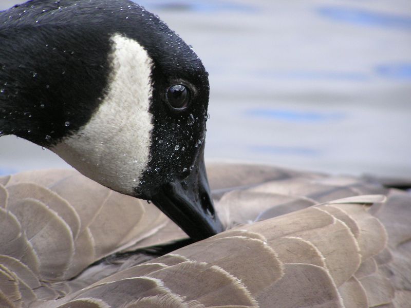 Canada Goose elegantly preening its feathers after a heavy rainfall