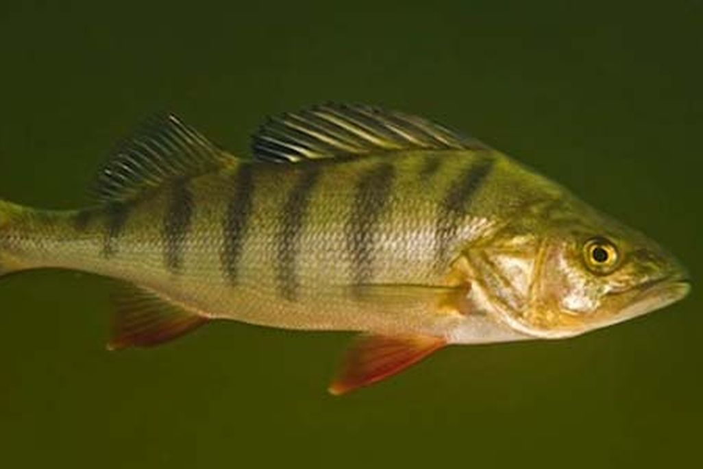 wild perch