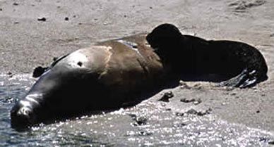 Hawaiian monk seal