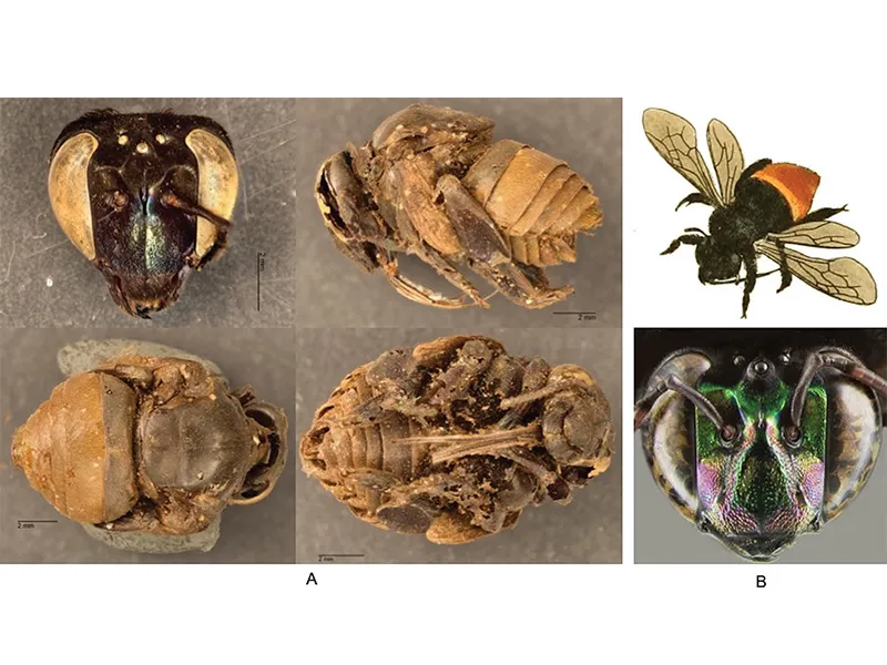 Mummified bees recovered from the nest structures