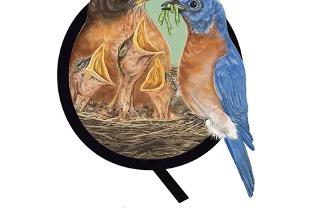 Could different backyard birds, such as a robin and a bluebird, produce viable offspring?&nbsp;
