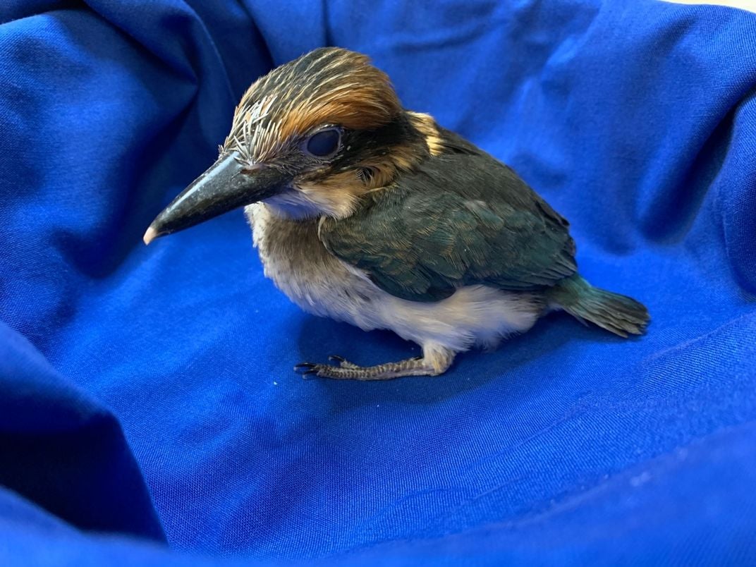 A 28-day-old female Guam kingfisher chick. The small bird has a large bill, colorful feathers and big, round eyes.