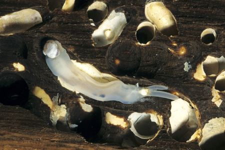The shipworm, scourge of sailors everywhere, is actually a kind of ghostly saltwater clam.