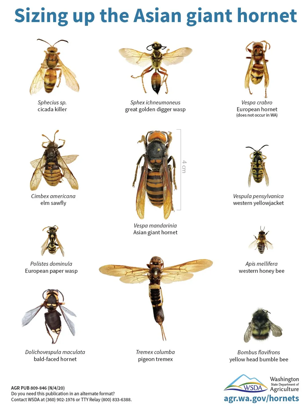 Asian giant hornet size comparison 