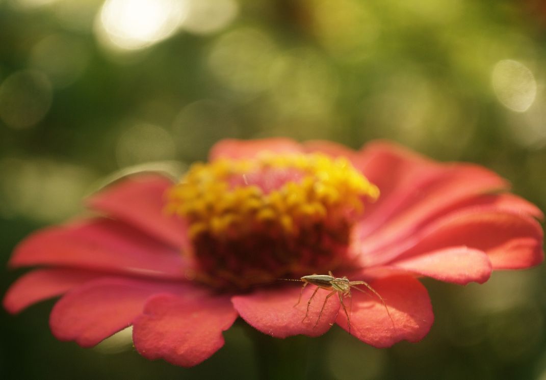 A spider on Zinnia Flower petals. Smithsonian Photo Contest