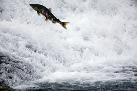 A chum salmon in Alaska&#39;s Katmai National Park and Preserve. Salmon numbers are declining in some places due in part to climate change.