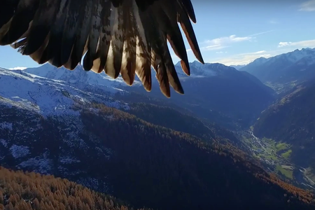 Screenshot from video "Phantom 3 get kidnapped by two eagles" 