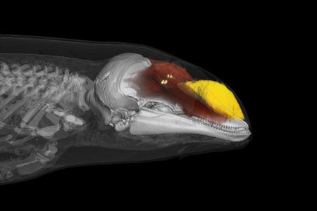 Scan of a porpoise head showing the phonic lips, which help produce echolocation clicks, and the round, fatty melon that conducts sound into the water