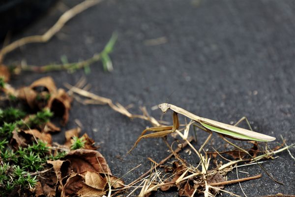 A praying mantis sighting during my walk in the yard. thumbnail