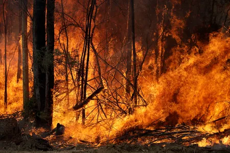 An intentionally lit controlled fire burns intensely near Tomerong, Australia, Wednesday, Jan. 8, 2020, in an effort to contain a larger fire nearby. 