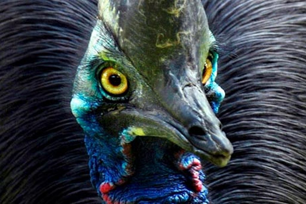 Cassowary bird at Lahore Zoo