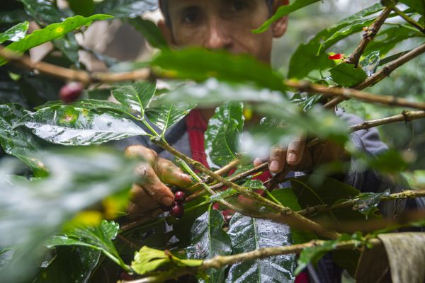 Coffee picker thumbnail