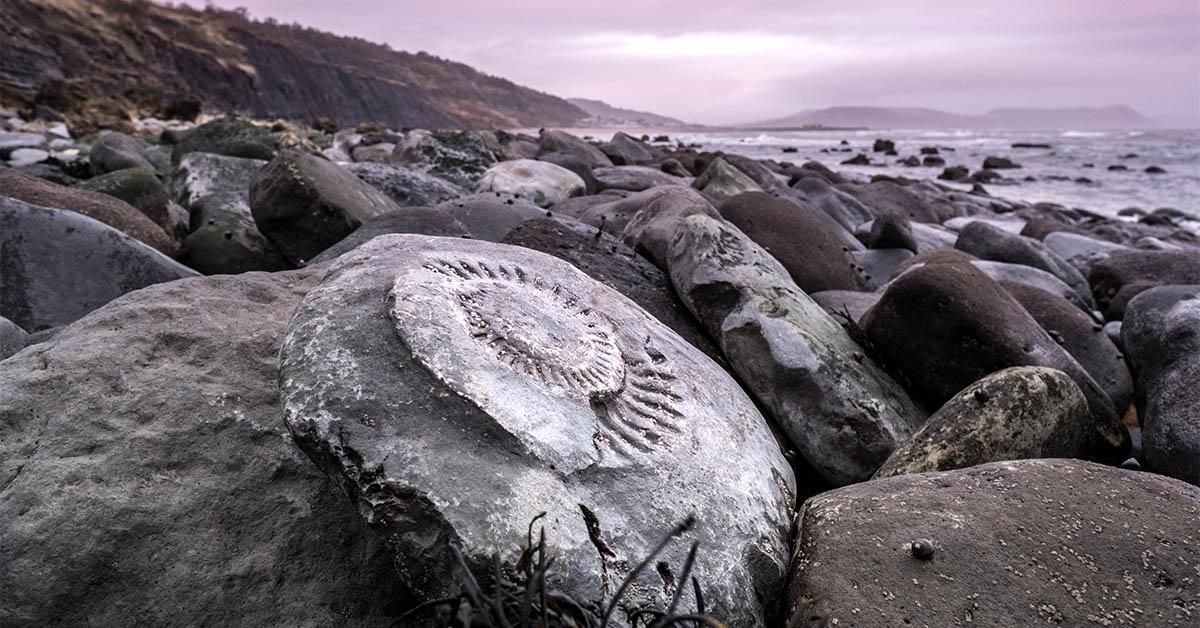 Why the Jurassic Coast Is One of the Best Fossil-Collecting Sites on Earth | Travel | Smithsonian Magazine