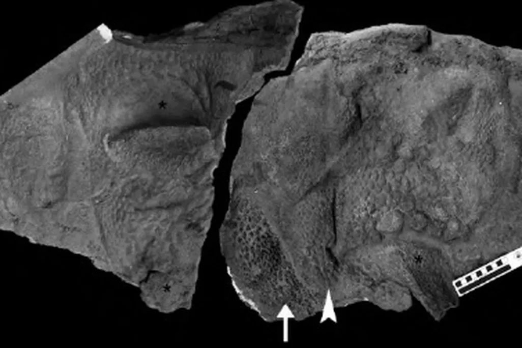 ankylosaur Tarchia