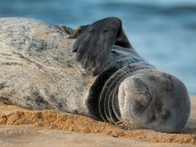 Hawaiian monk seals are the country's most endangered marine mammal. Now they face a tiny, but deadly, threat: Toxoplasma gondii.