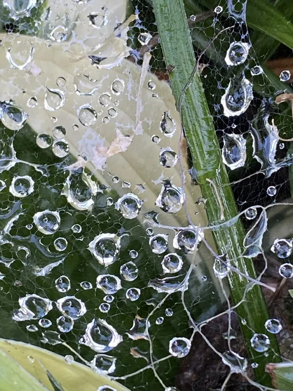 Watery web thumbnail