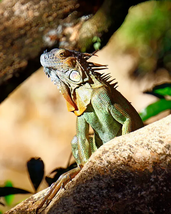 Costa Rican Iguana thumbnail