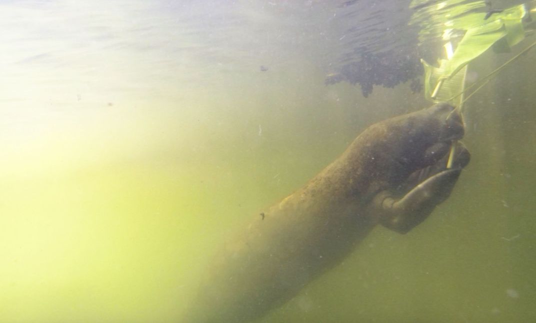 Manatee