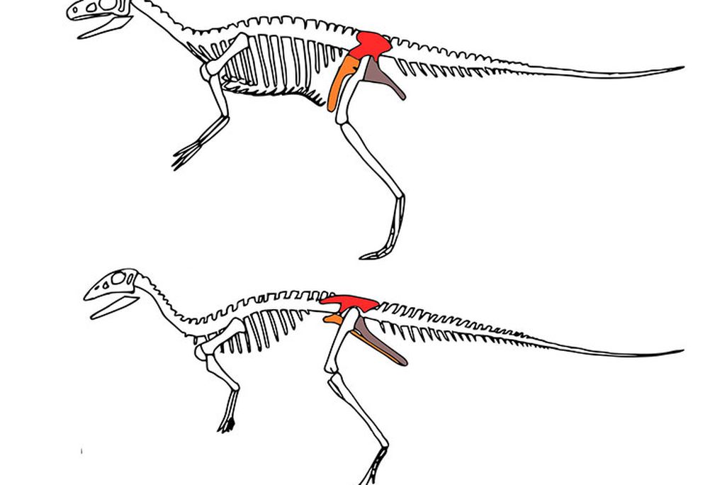 Dino Hips