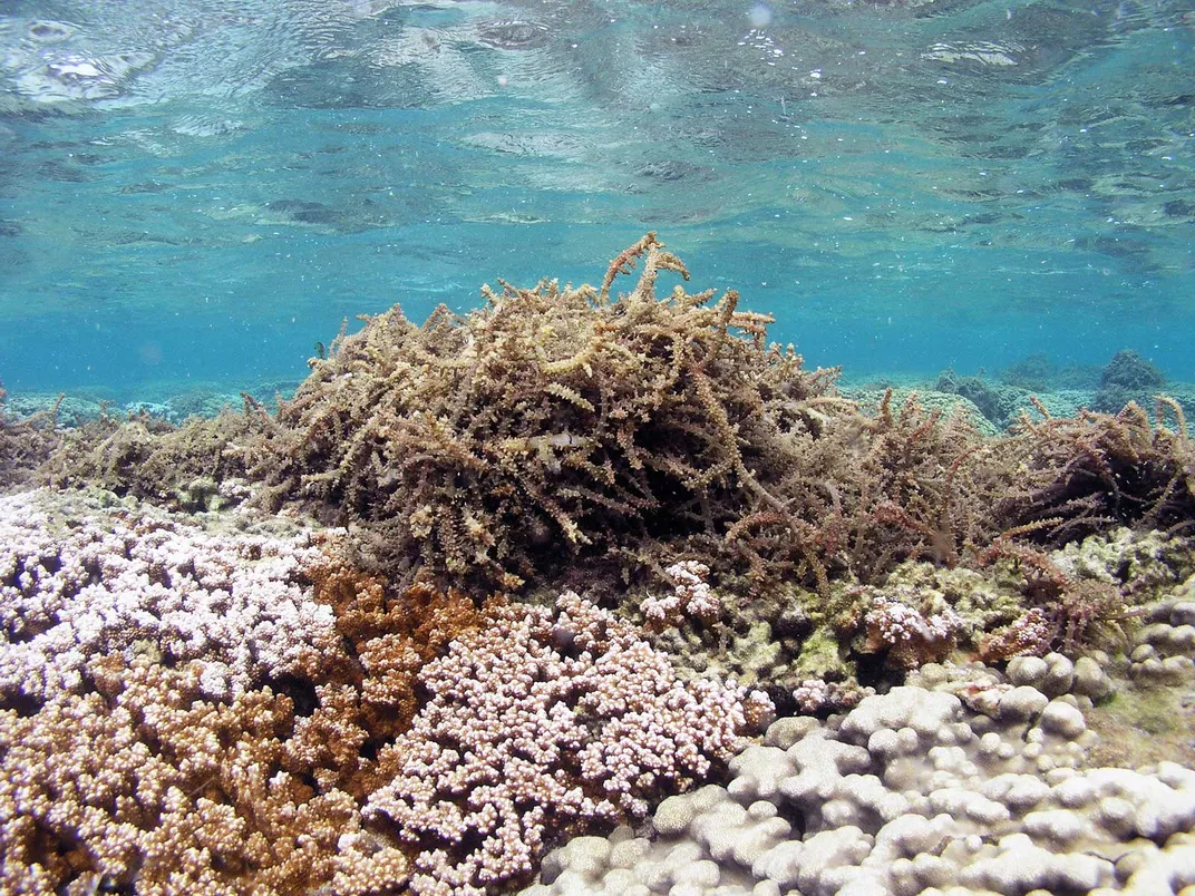 Seaweed Covering Reef