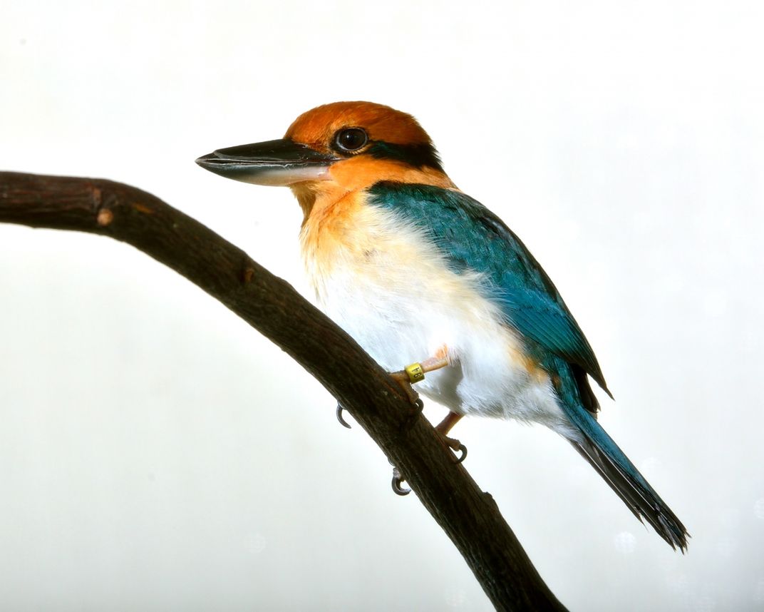 A small bird with a wide, flattened bill and colorful feathers, called a Guam kingfisher