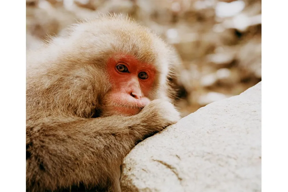 OPENER - female macaque