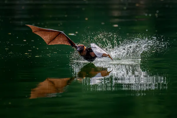 Flying foxes thumbnail