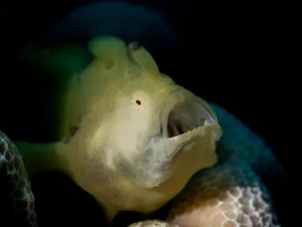 Commersons Frogfish stretching its giant mouth thumbnail