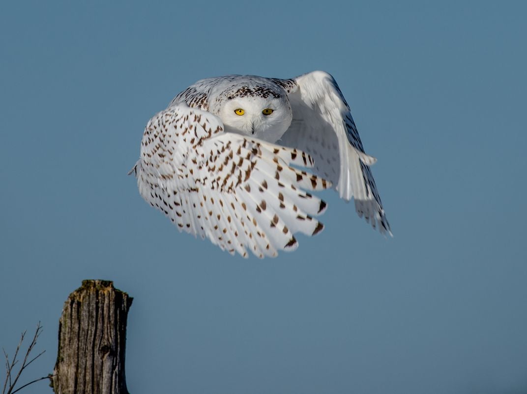 Snowy Owl Cape