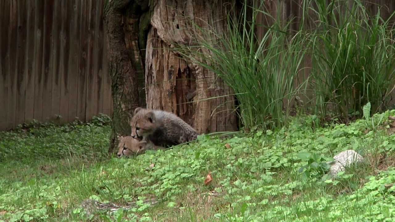 Preview thumbnail for Adorable Cheetah Cubs Make Their Debut at the National Zoo