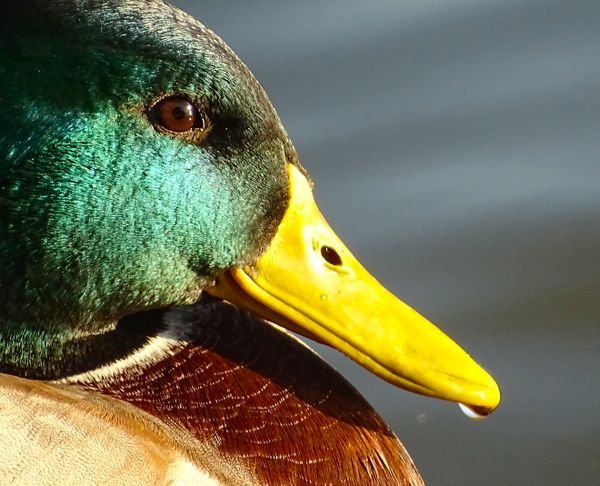 Mallard Duck, Potomac River thumbnail