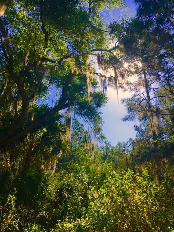 Florida Jungle in moonlight thumbnail