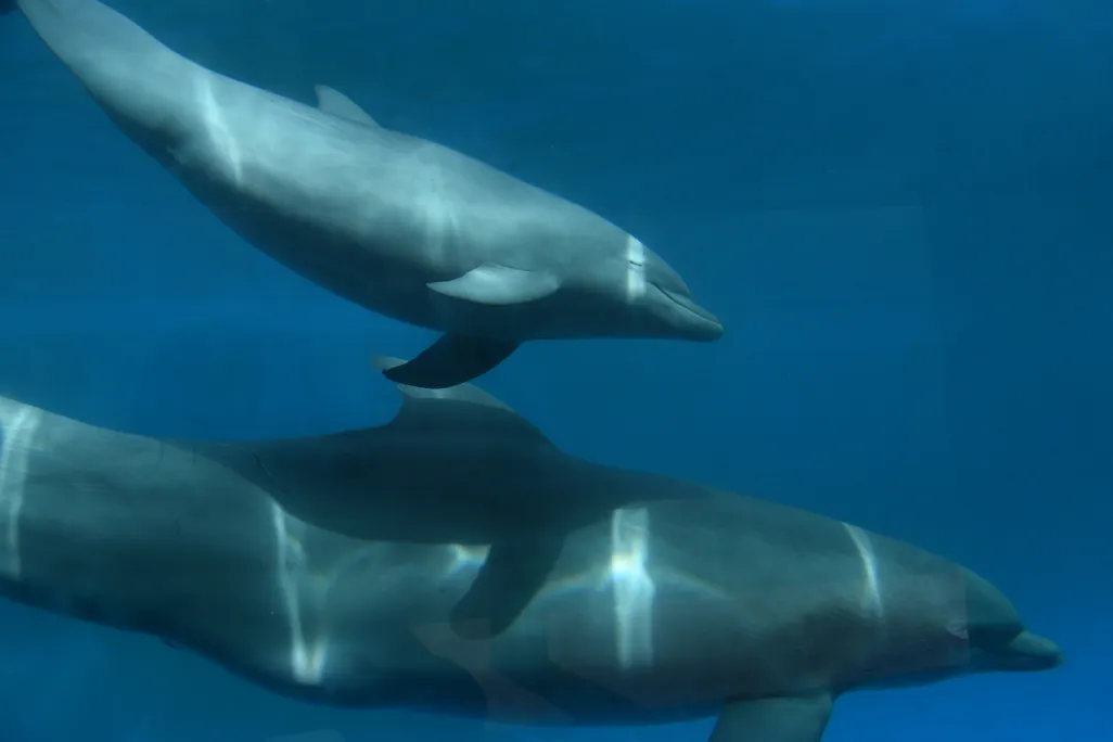 A female dolphin calf swims above her mother